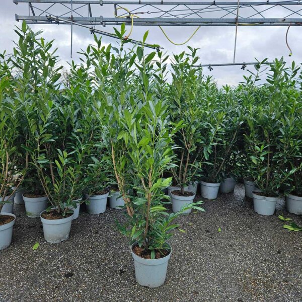 Kirschlorbeer Caucasica 130-150cm im 10l Topf