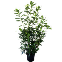 Kirschlorbeer Caucasica 130-150cm im 10l Topf