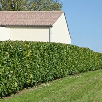 Kirschlorbeer Caucasica 130-150cm im 10l Topf
