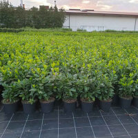 Kirschlorbeer Etna 70-80cm im 5l Topf