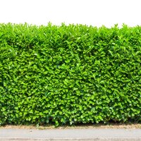 Kirschlorbeer Etna 90-100cm im 7,5l Topf