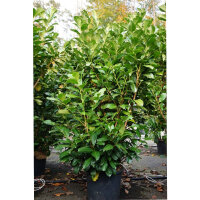 Kirschlorbeer Etna 160-180cm im 20l Topf