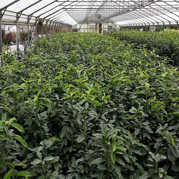 Kirschlorbeer Genolia 90-100cm im 7,5l Topf