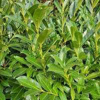 Kirschlorbeer Genolia® 80-100cm im 5l Topf