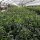 Kirschlorbeer Genolia® 80-100cm im 5l Topf