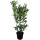 Kirschlorbeer Genolia® 80-100cm im 5l Topf