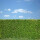 Kirschlorbeer Genolia® 80-100cm im 5l Topf