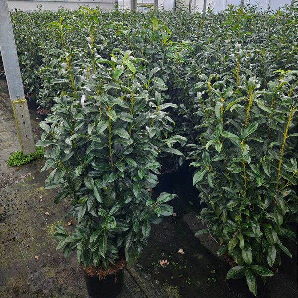 Kirschlorbeer Genolia 130-150cm im 12l Topf