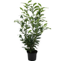 Kirschlorbeer Genolia 130-150cm im 12l Topf