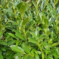 Kirschlorbeer Genolia 130-150cm im 12l Topf