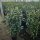 Kirschlorbeer Genolia 130-150cm im 12l Topf