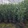 Kirschlorbeer Genolia 130-150cm im 12l Topf