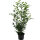 Kirschlorbeer Genolia 130-150cm im 12l Topf
