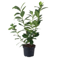 Kirschlorbeer Novita 70-80cm im 5l Topf