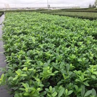 Kirschlorbeer Novita 70-80cm im 5l Topf