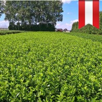 Kirschlorbeer Novita 70-80cm im 5l Topf
