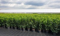Kirschlorbeer Novita 70-80cm im 5l Topf
