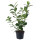Kirschlorbeer Novita 70-80cm im 5l Topf