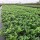 Kirschlorbeer Novita 70-80cm im 5l Topf