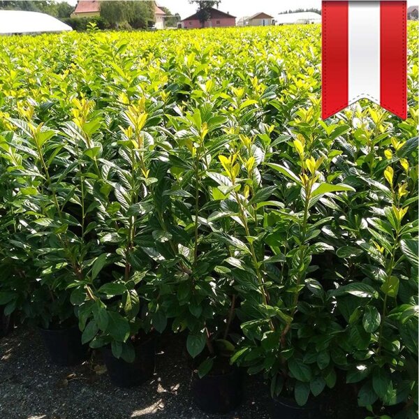 Kirschlorbeer Novita 90-100cm im 7,5l Topf