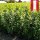 Kirschlorbeer Novita 90-100cm im 7,5l Topf