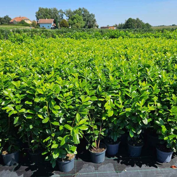 Kirschlorbeer Novita 110-120cm im 7,5l Topf