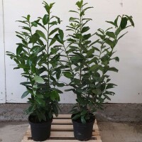 Kirschlorbeer Novita 110-120cm im 7,5l Topf