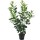 Kirschlorbeer Novita 110-120cm im 7,5l Topf