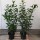Kirschlorbeer Novita 110-120cm im 7,5l Topf