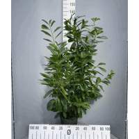 Kirschlorbeer Novita 130-150cm im 10l Topf