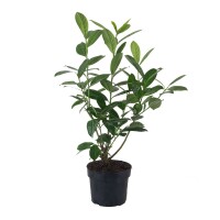 Pflanzpaket Kirschlorbeer Novita 60-80cm inkl. Zubehör