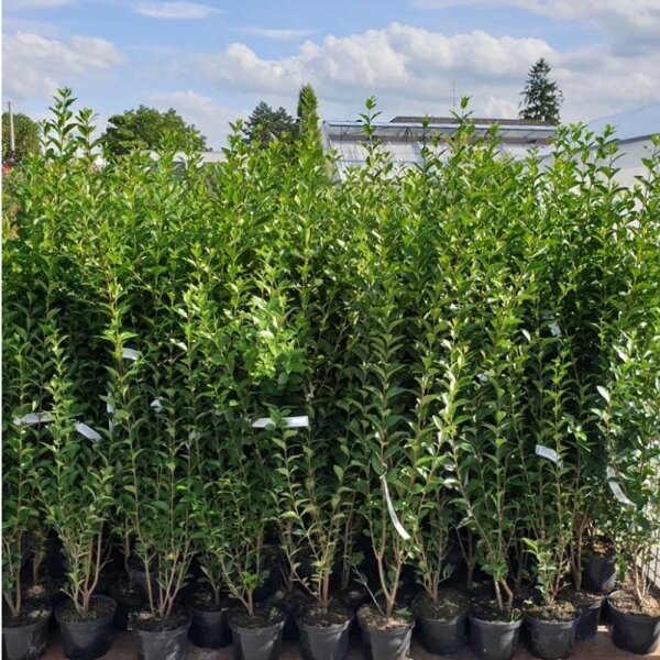 Liguster 80-100cm im 3l Topf