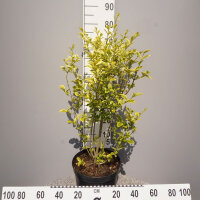 Gold-Liguster 80-100cm im 3l Topf