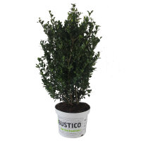 Ilex crenata Robustico 50-60cm