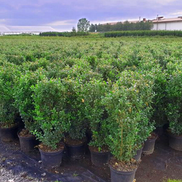 Ilex crenata Robustico 70-80cm