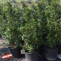 Stechpalme Heckenstar 80-90cm im 7,5l Topf