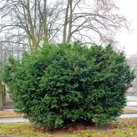Heimische Eibe 70-80cm im 5l Topf