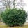 Heimische Eibe 70-80cm im 5l Topf