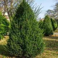 Heimische Eibe 90-100cm im 7,5l Topf