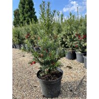 Hecken-Eibe Hicksii 40-50cm im 3l Topf