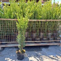 Hecken-Eibe Hillii 70-80cm im 7,5l Topf