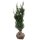 Hecken-Eibe Hicksii 80-100cm am Ballen AKTION!
