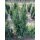 Hecken-Eibe Hicksii 80-100cm am Ballen AKTION!