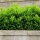Hecken-Eibe Hicksii 125-150cm am Ballen