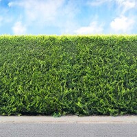 Thuja Brabant 150-175cm im 25l Topf