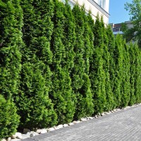 Thuja Smaragd 30-40cm im 0,5l Topf