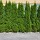 Thuja Smaragd 30-40cm im 0,5l Topf