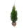 Thuja Smaragd 60-80cm am Ballen