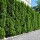 Thuja Smaragd 60-80cm am Ballen