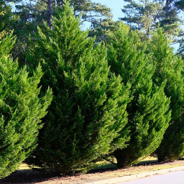 Riesenzypresse 175-200cm